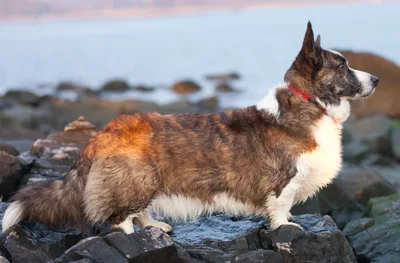 Cardigan Welsh Corgi - Small-Medium family-friendly dog breed