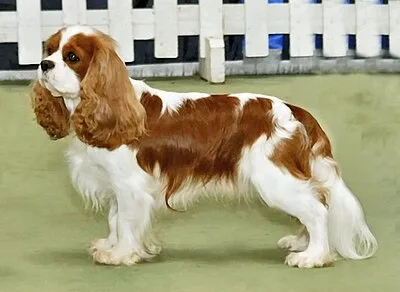 Cavalier King Charles Spaniel - Small beginner-friendly dog breed