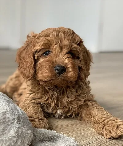 Cavapoo - Small beginner-friendly dog breed