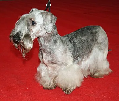 Cesky Terrier - Small apartment-friendly dog breed