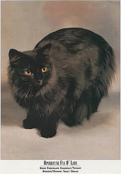 Chantilly-Tiffany - Medium apartment-friendly cat breed