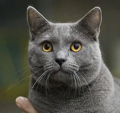 Chartreux - Medium-Large apartment-friendly cat breed