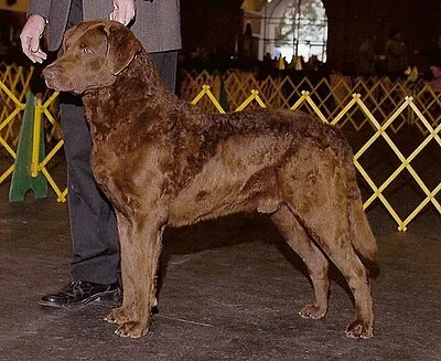 Chesapeake Bay Retriever - Large family-friendly dog breed