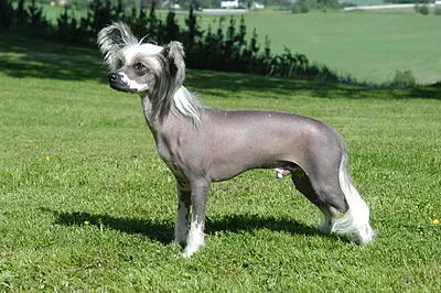 Chinese Crested - Toy beginner-friendly dog breed