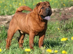 Chinese Shar-Pei - Medium apartment-friendly dog breed