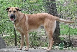 Chinook - Large family-friendly dog breed