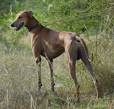 Chippiparai - Large family-friendly dog breed