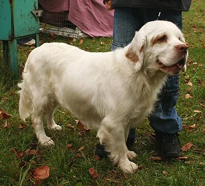 Clumber Spaniel - Large family-friendly dog breed