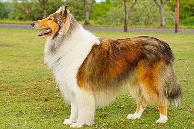 Collie - Large family-friendly dog breed