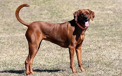 Coonhound - Large family-friendly dog breed