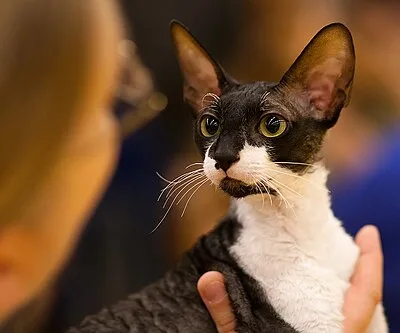 Cornish Rex - Small-Medium apartment-friendly cat breed