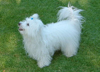 Coton de Tulear - Small beginner-friendly dog breed