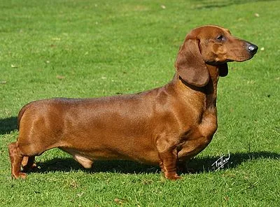 Dachshund - Small apartment-friendly dog breed