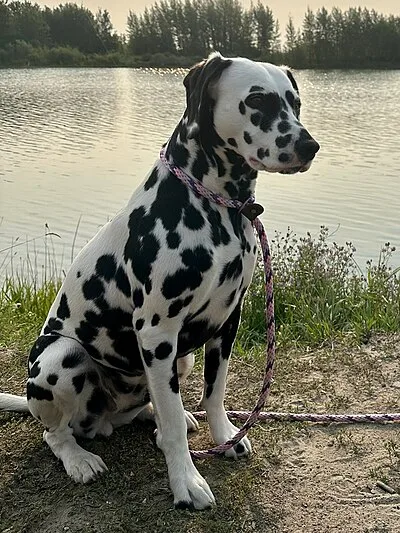 Dalmatian - Large family-friendly dog breed
