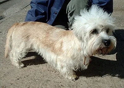Dandie Dinmont Terrier - Small apartment-friendly dog breed
