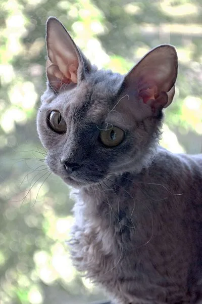 Devon Rex - Small-Medium apartment-friendly cat breed