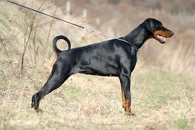 Doberman Pinscher - Large family-friendly dog breed