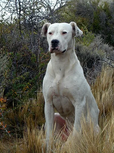 Dogo Argentino - Large family-friendly dog breed