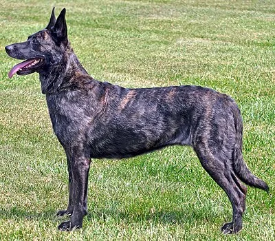 Dutch Shepherd - Medium-Large family-friendly dog breed