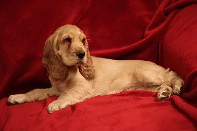 English Cocker Spaniel - Medium family-friendly dog breed