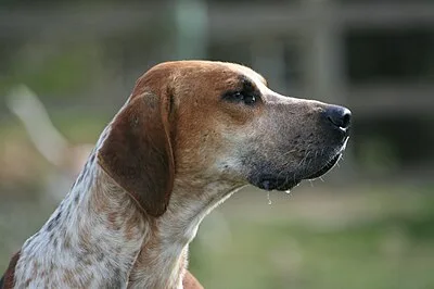 English Foxhound - Large family-friendly dog breed