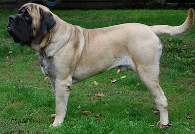 English Mastiff - Giant family-friendly dog breed