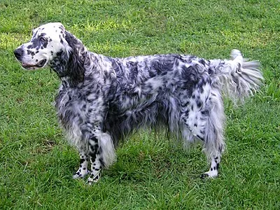 English Setter - Large family-friendly dog breed