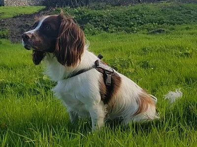 English Springer Spaniel - Medium family-friendly dog breed