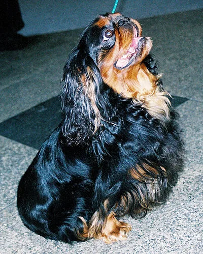 English Toy Spaniel - Small apartment-friendly dog breed