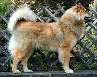 Eurasier - Medium apartment-friendly dog breed
