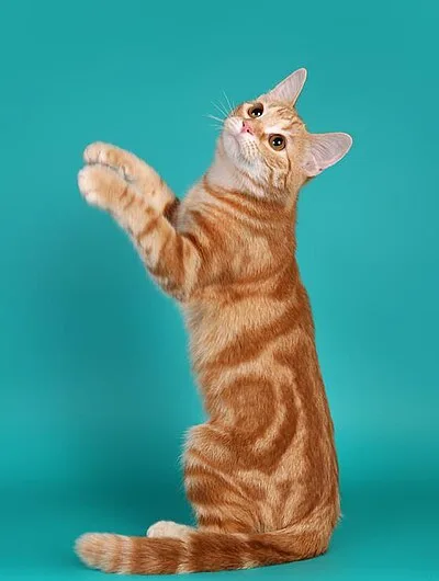 European Shorthair - Medium apartment-friendly cat breed