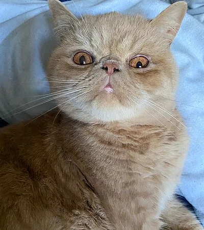 Exotic Shorthair - Medium-Large apartment-friendly cat breed