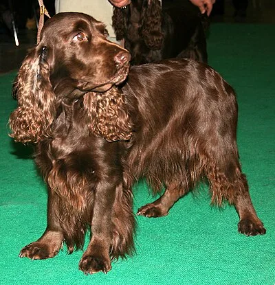 Field Spaniel - Medium family-friendly dog breed