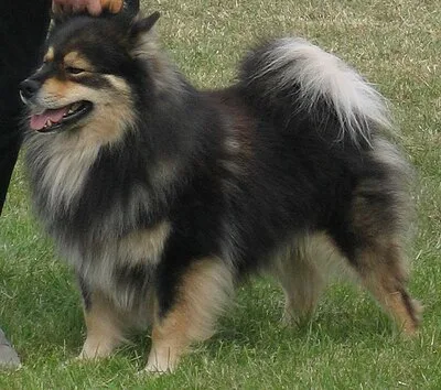 Finnish Lapphund - Medium family-friendly dog breed