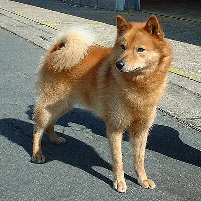Finnish Spitz - Medium apartment-friendly dog breed