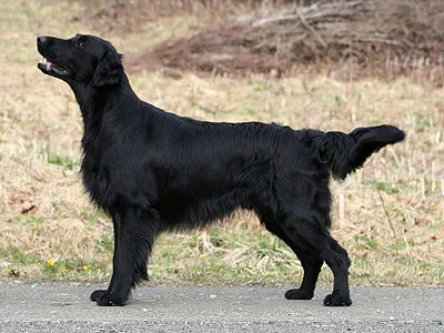 Flat-Coated Retriever - Large family-friendly dog breed