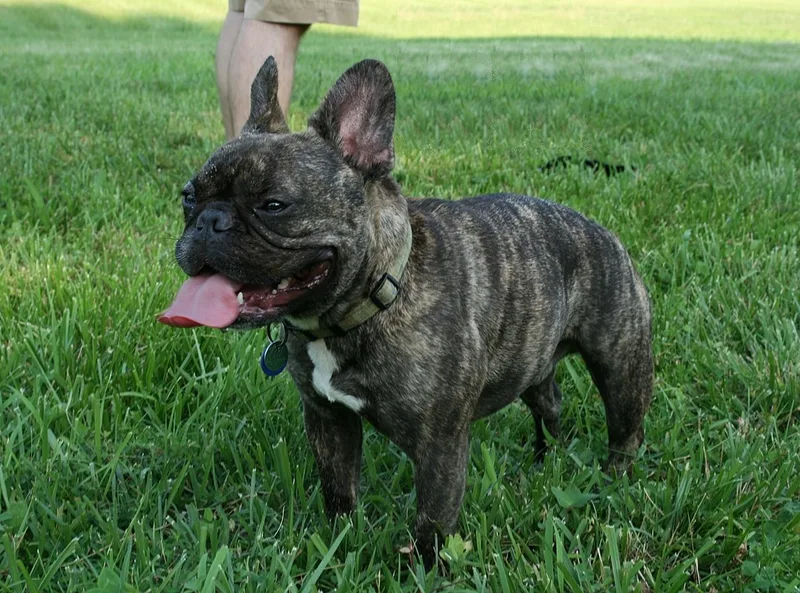 French Bulldog - Small apartment-friendly dog breed