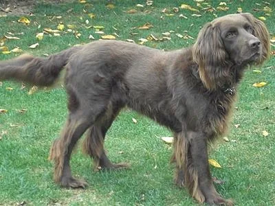 German Longhaired Pointer - Large family-friendly dog breed