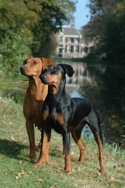 German Pinscher - hypoallergenic Medium dog breed