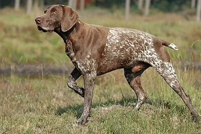 German Shorthaired Pointer - Large family-friendly dog breed