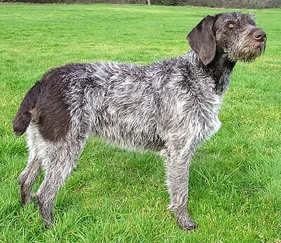 German Wirehaired Pointer - Large family-friendly dog breed