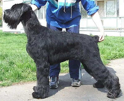 Giant Schnauzer - Large family-friendly dog breed