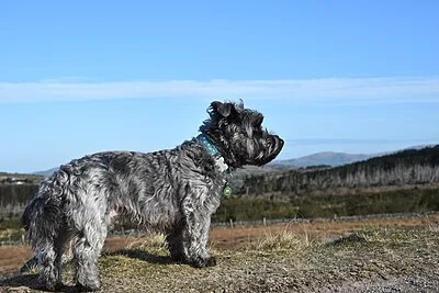Glen of Imaal Terrier - Small-Medium family-friendly dog breed