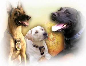 Goldador - Large family-friendly dog breed