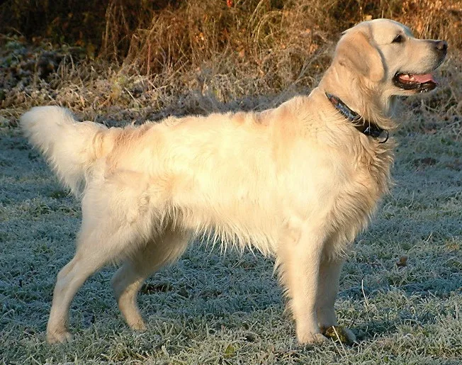 Golden Retriever - Large family-friendly dog breed
