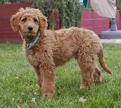 Goldendoodle - Medium-Large family-friendly dog breed