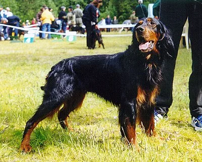 Gordon Setter - Large family-friendly dog breed