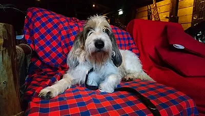 Grand Basset Griffon Vendeen - Medium family-friendly dog breed