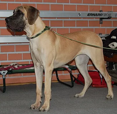 Great Dane - Giant family-friendly dog breed