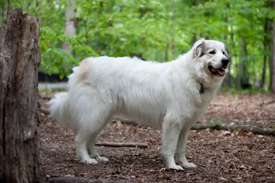 Great Pyrenees - Giant family-friendly dog breed
